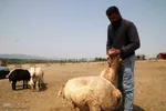 بازار گرمی گوشت قربانی در عید قربان – شهرستان اهر
