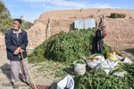 برداشت سنتی فلفل روستاهای بخش بیارجمند شاهرود‎‎