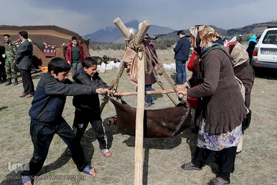آیین درختکاری در پارک جنگلی  سد«لتیان» در شمال شرق استان تهران