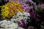 گلسرای رضوی
