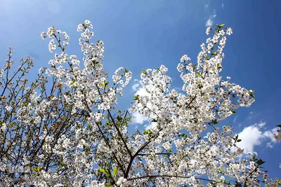 باز به صحرا رسید کوکبه ی نوبهار...
