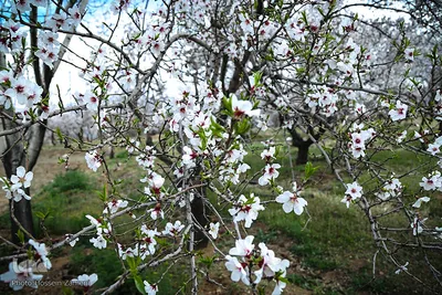 رستاخیز طبیعت در شهرستان سامان ‎
