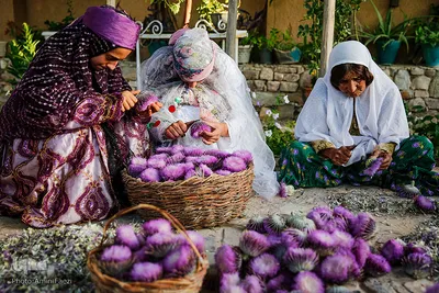برداشت گیاه دارویی خارپنیری در استهبان فارس