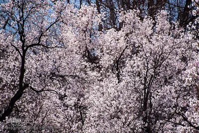 شکوفه‌های بهاری