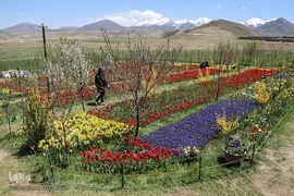 مزرعه گل‌های لاله و نرگس در روستای اسپره‌خون تبریز‎‎
