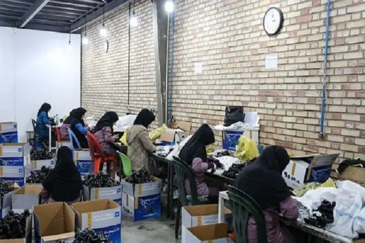 ۴۰ میلیارد تومان تسهیلات اشتغال به مددجویان گیلانی پرداخت شد