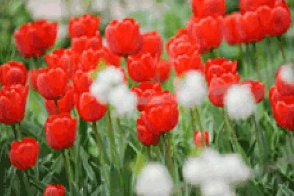 سه پدر و مادر شهید و سه جانباز آسمانی شدند