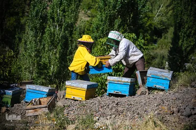 بررسی کندوهای عسل توسط زنبوردار