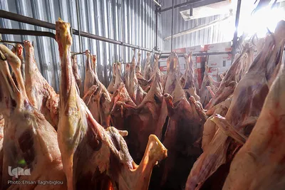آغاز بسته بندی گوشت نذری حسینیه اعظم زنجان