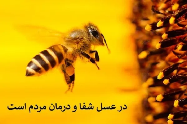 امنیت غذایی انسان و دستان زنبور عسل