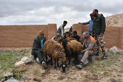 آیین سنتی «شیردوشان» در دیباج دامغان