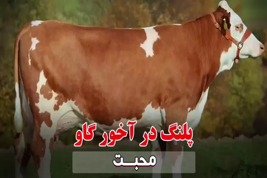 فیلم | روایت متفاوت جواد فروغی از تأثیر اعمال انسان