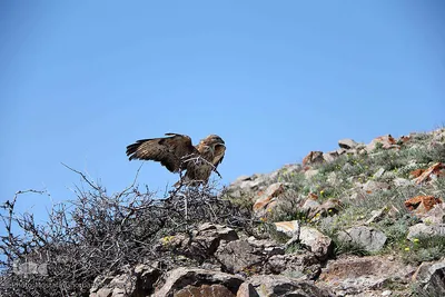 آسیاب خرابه روستای کردلر شهرستان اهر