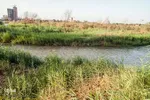 سایه نیزارها بر سر کارون