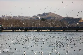 ۱۵ اردیبهشت؛ روز شیراز