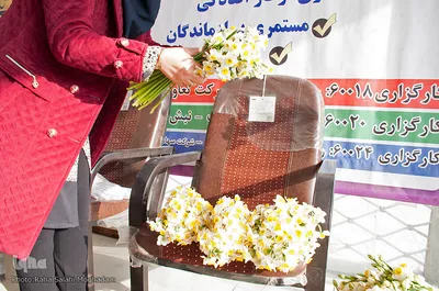 فصل برداشت در نرگس‌زارهای خوسف