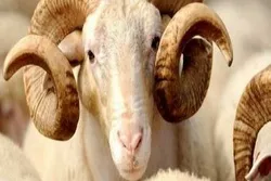 QURBAN kəsmək barədə ən çox verilən suallara cavablar