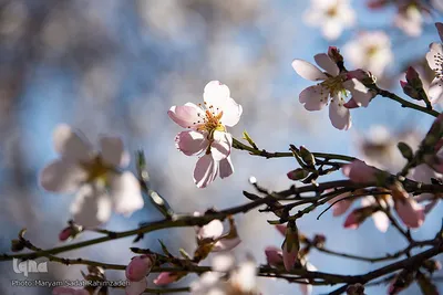 شکوفه‌های بهاری