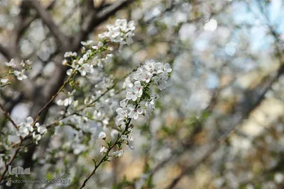 نرم نرمک می‌رسد اینک بهار