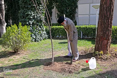 کاشت دو نهال توسط رهبر انقلاب در هفته منابع طبیعی