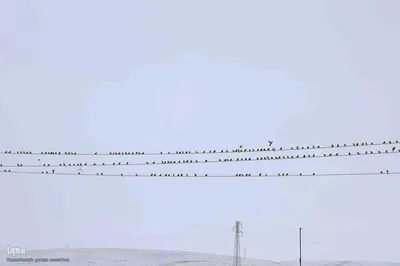 بارش برف در اهر