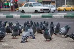 چهارراه کبوترها‎‎