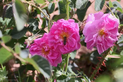 نخستین رویداد گلاب‌گیری سنتی در بوستان کوهستانی دراک شیراز