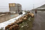 زمستان در بهار منطقه ارسباران