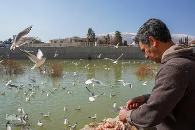 کاکایی های دریای سیبری در شیراز‎‎