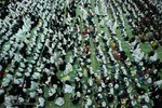 جشن بزرگ روزه اولی‌ها در تبریز