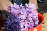 دسترنج طلایی کشاورزان - بیرجند