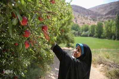 شهر چهار فصل، قطب تنفس جنوب كشور