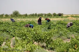 برداشت انگور از باغات استان قم