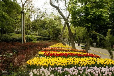 طبیعت بهاری تهران