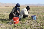 دسترنج طلایی کشاورزان - بیرجند