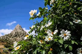 طبیعت ارتفاعات روستای مزرعه و قلعه شیور
