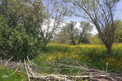طبیعت بهاری روستای کسانق اهر