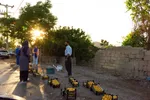نبض زندگی در دل ناژوان