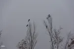 نغمه باران در اصفهان