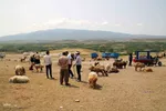 بازار گرمی گوشت قربانی در عید قربان – شهرستان اهر
