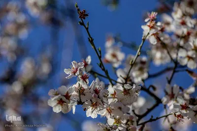 شکوفه‌های زودهنگام شهر راز