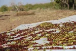 برداشت عناب در خراسان‌جنوبی