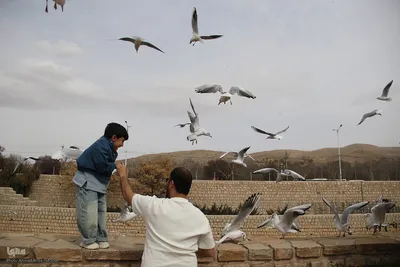 مرغان کاکایی‌؛ مهمانان زمستانی شیراز