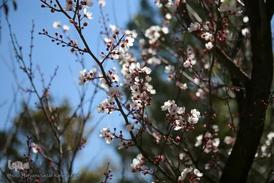 شکوفه‌های بهاری