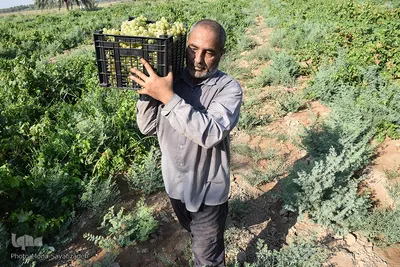 برداشت انگور در روستای غزاویه بزرگ