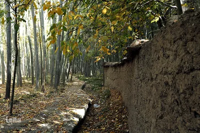 طبیعت زرد در کنار رودخانه خروشان زاینده‌رود