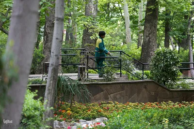 خودنمایی لاله های رنگی در دل معماری سنتی