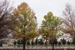 باران در پاییزی در بیرجند