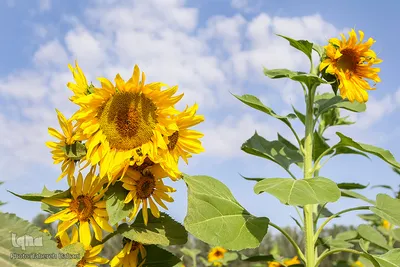 مزرعه گل های آفتابگردان