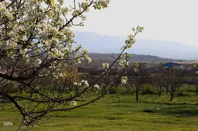 شکوفه زدن کهن ترین درختان آمرود در اهر
